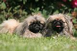 PEKINOIS 159